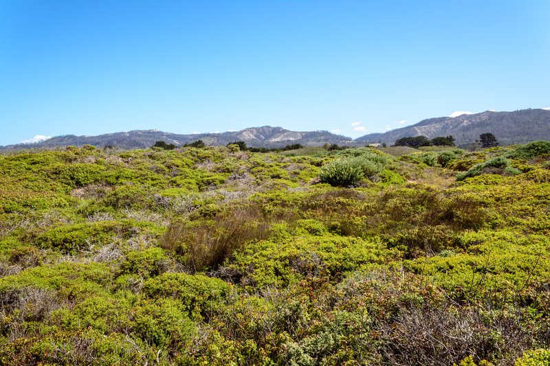 Año Nuevo State Park