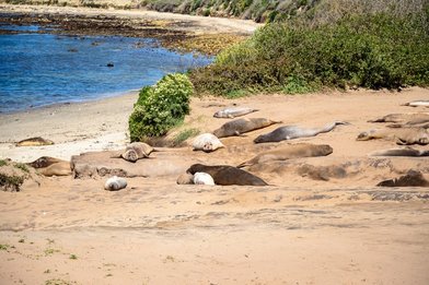 Año Nuevo State Park - Image 1