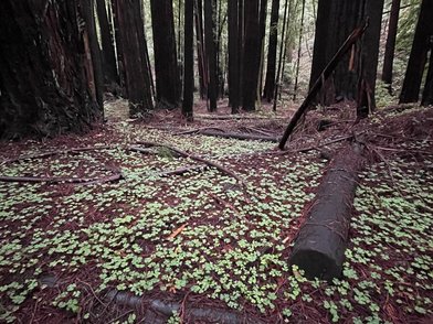 Armstrong Redwoods State Natural Reserve - Image 2