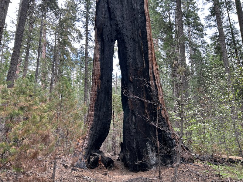 Calaveras Big Trees State Park hero image