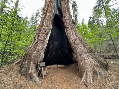 Calaveras Big Trees State Park - Image 1
