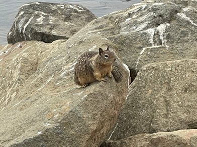 Morro Bay State Park - Image 2