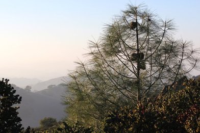 Mount Diablo State Park - Image 1