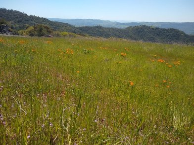 Mount Diablo State Park - Image 2