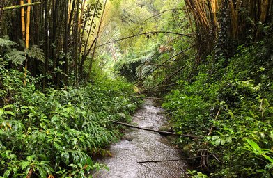 ʻAkaka Falls State Park - Image 1