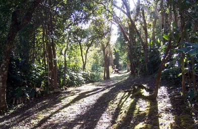 Kōkeʻe State Park - Image 2