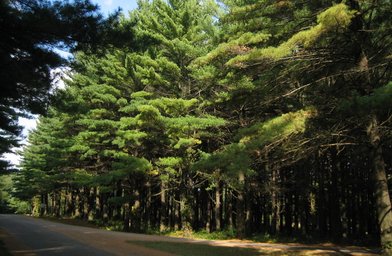 White Pines Forest State Park - Image 1