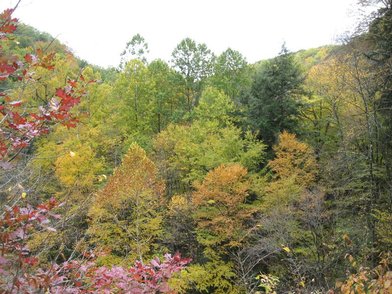 Robert H. Treman State Park