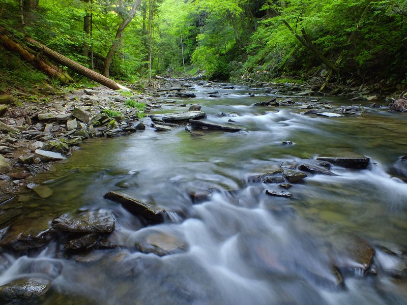Salt Springs State Park